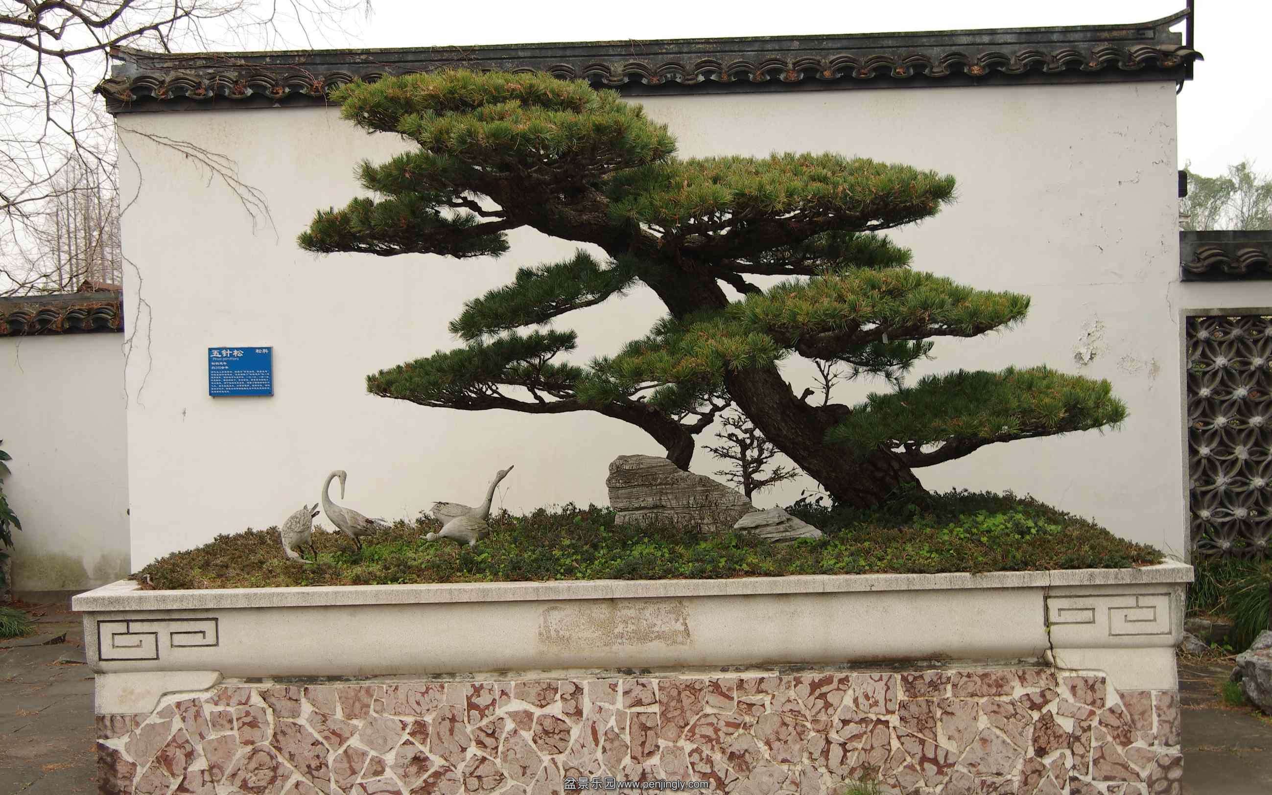 IMGP7952_conew1.jpg