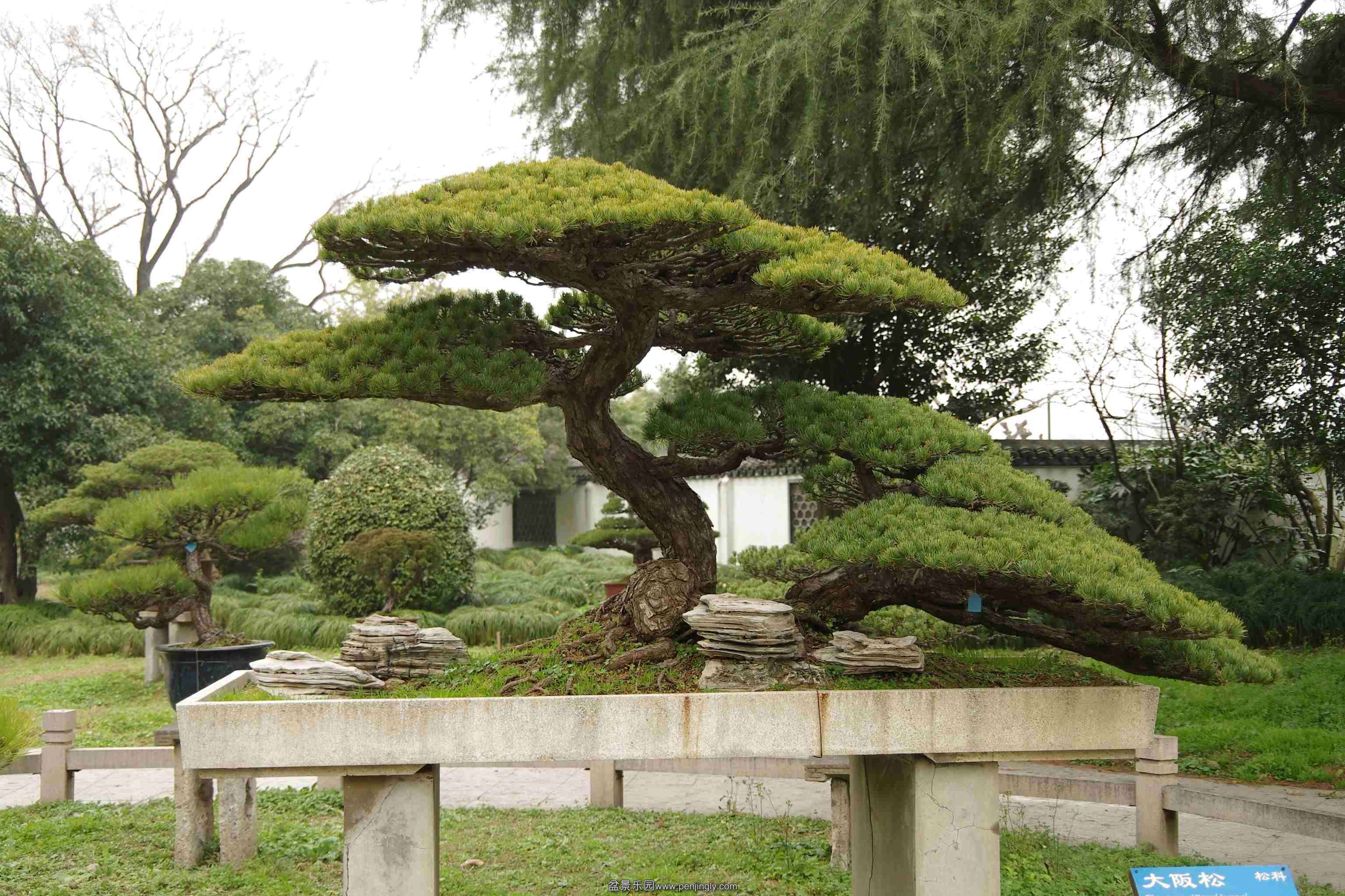 IMGP7959_conew1.jpg