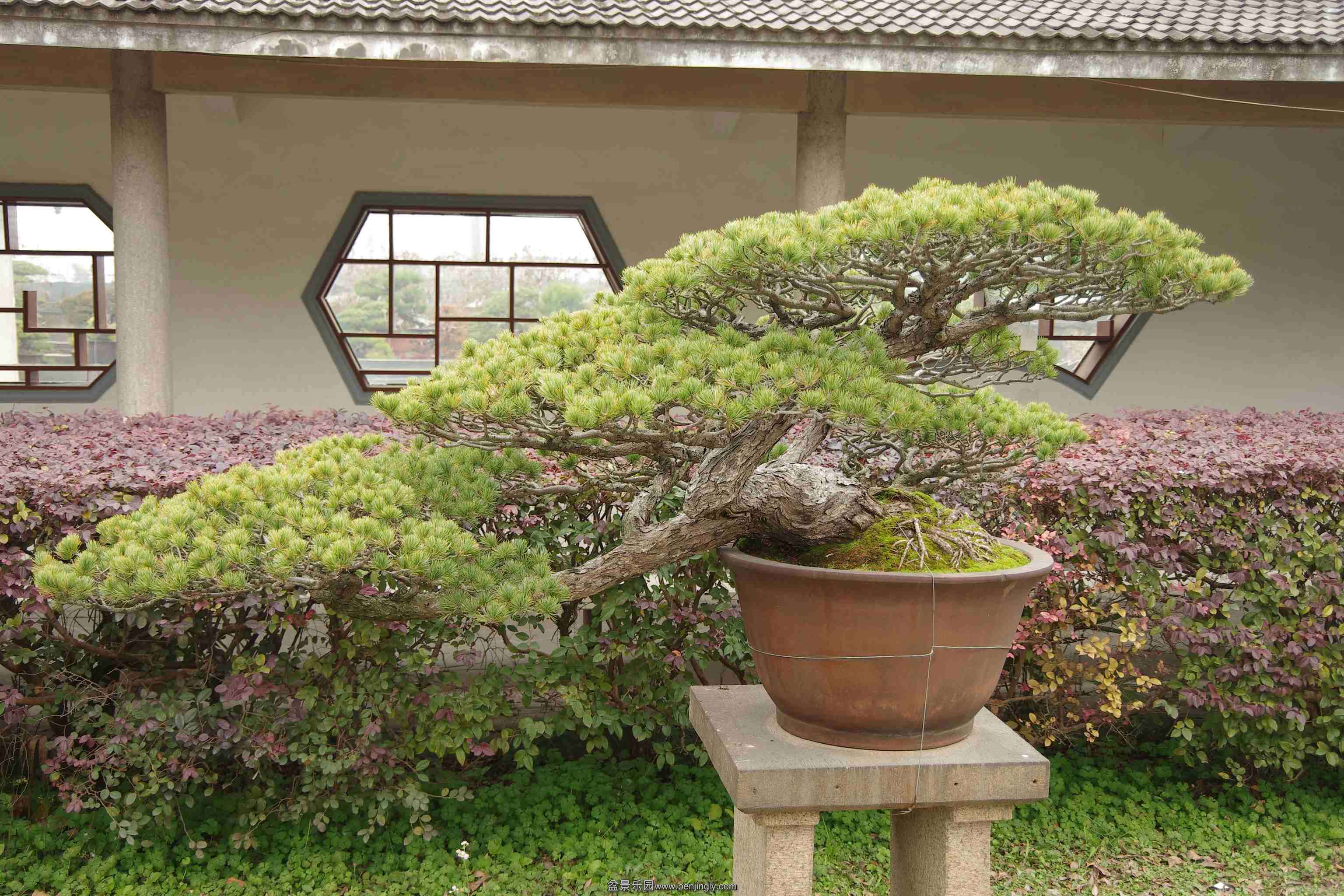 IMGP7969_conew1.jpg