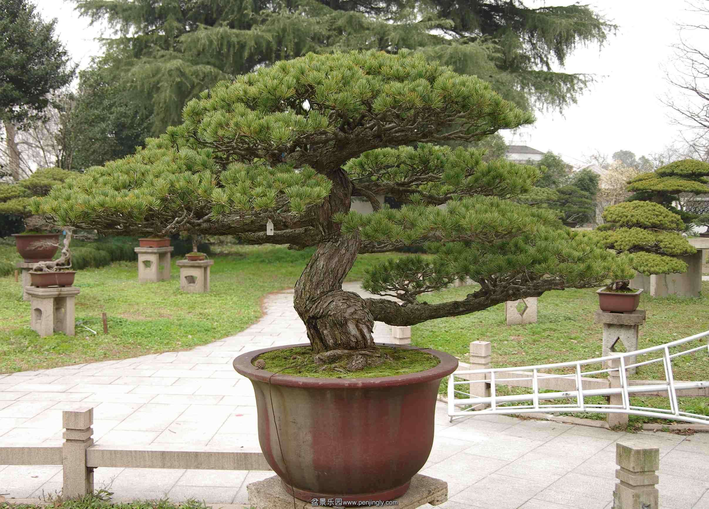 IMGP7930_conew1.jpg