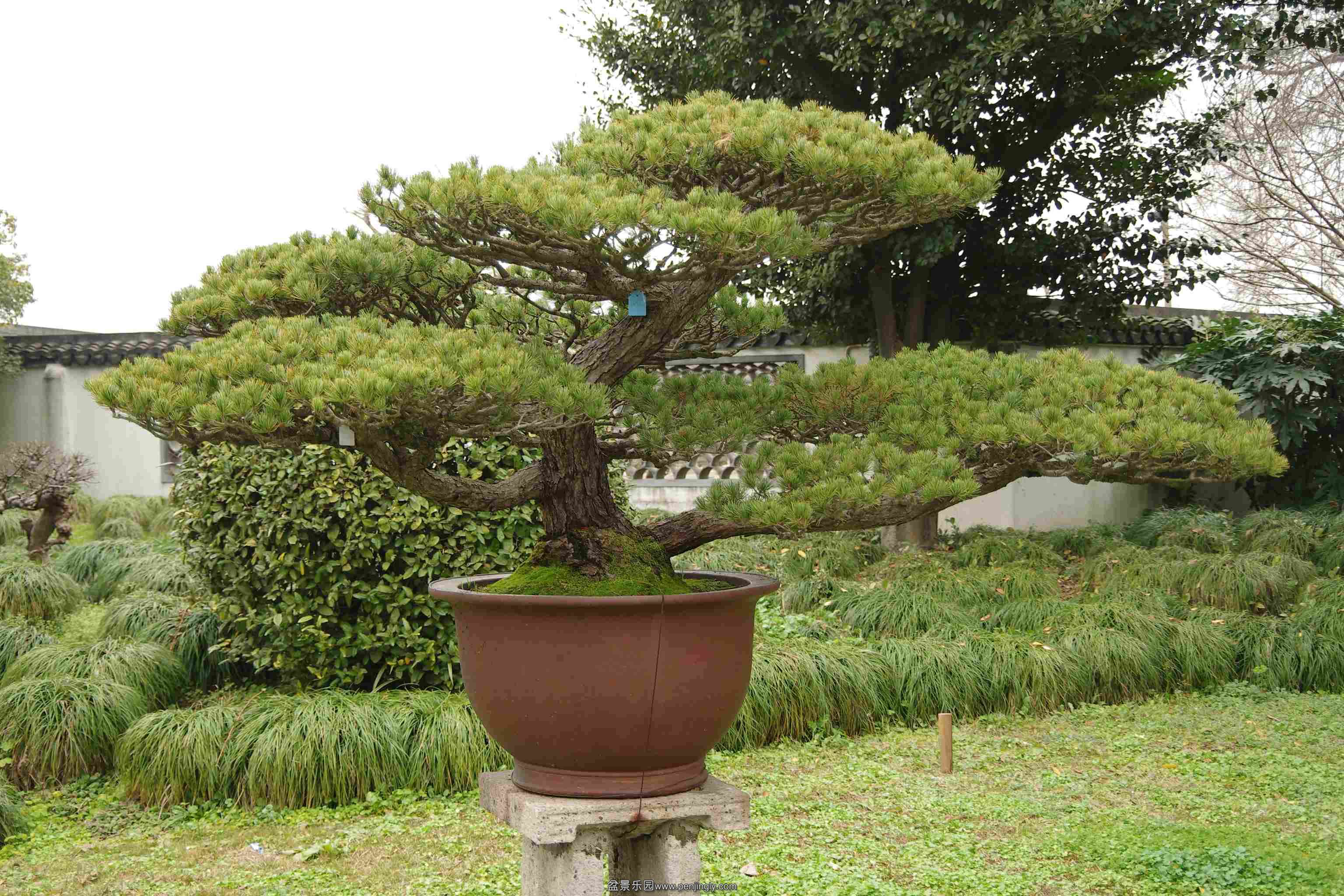IMGP7960_conew1.jpg