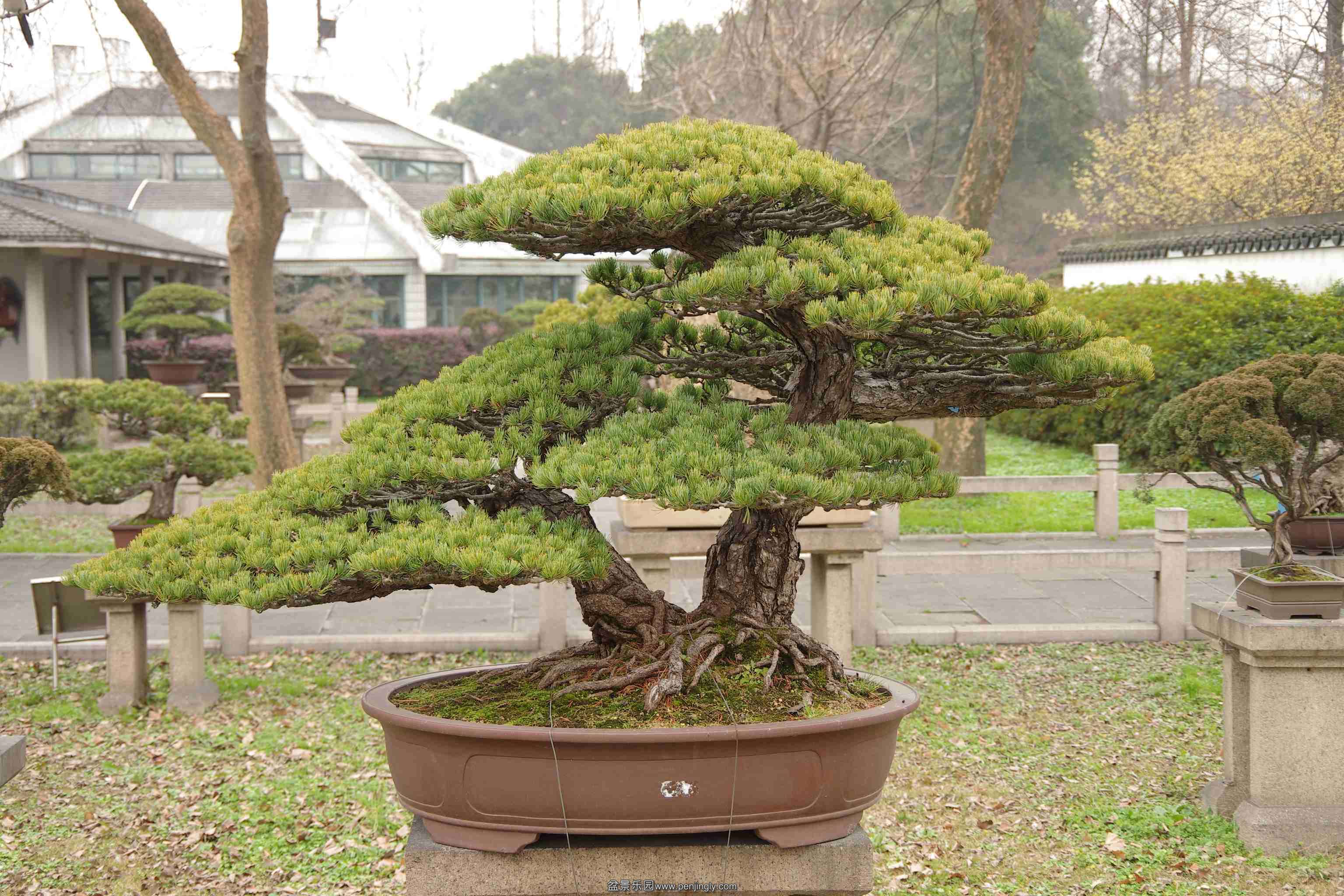 IMGP7965_conew1.jpg