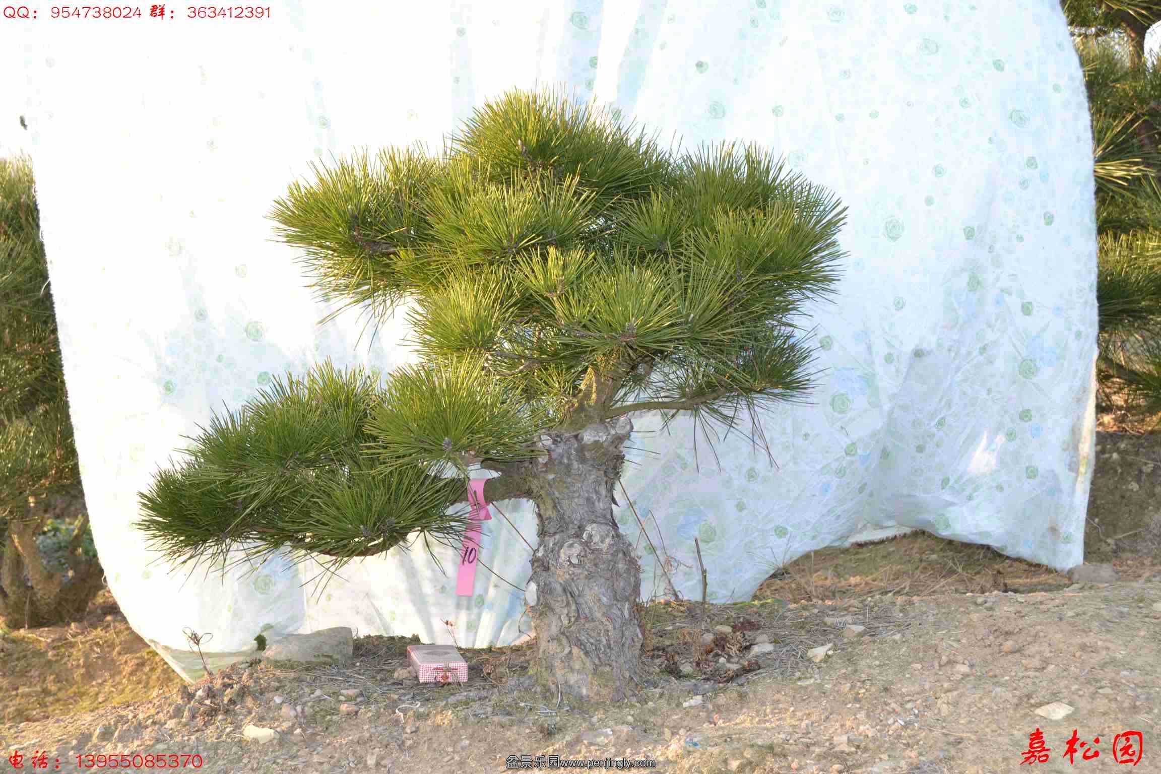 ��ŵĺ��� 030.JPG