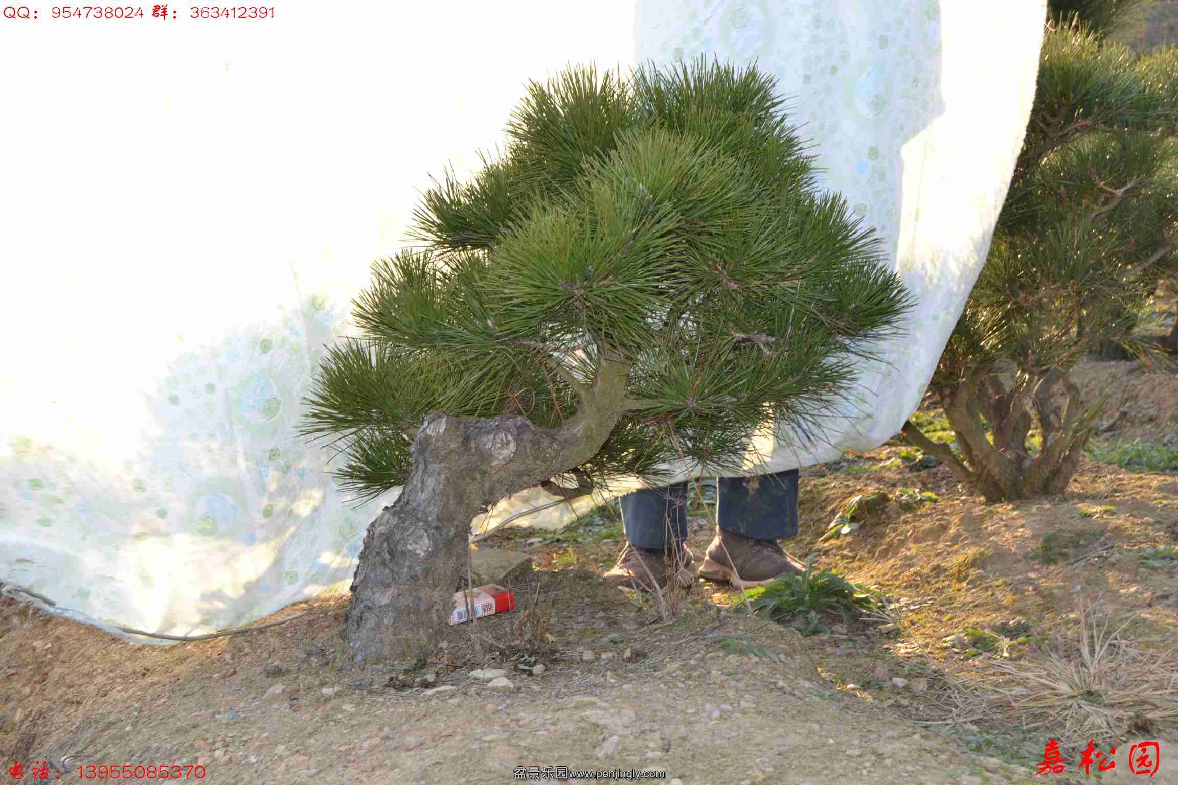 ��ŵĺ��� 031.JPG