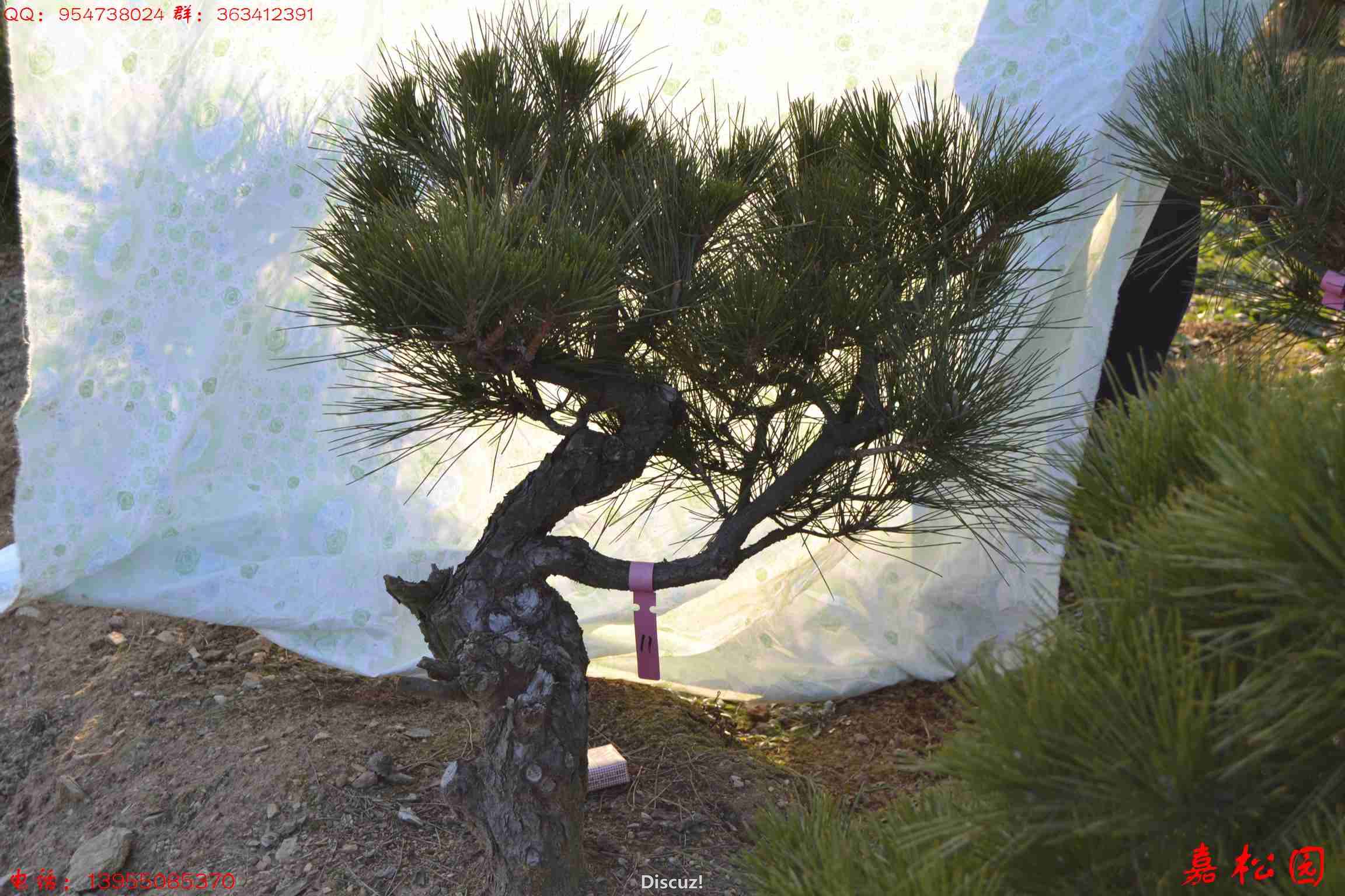 ��ŵĺ��� 032.JPG