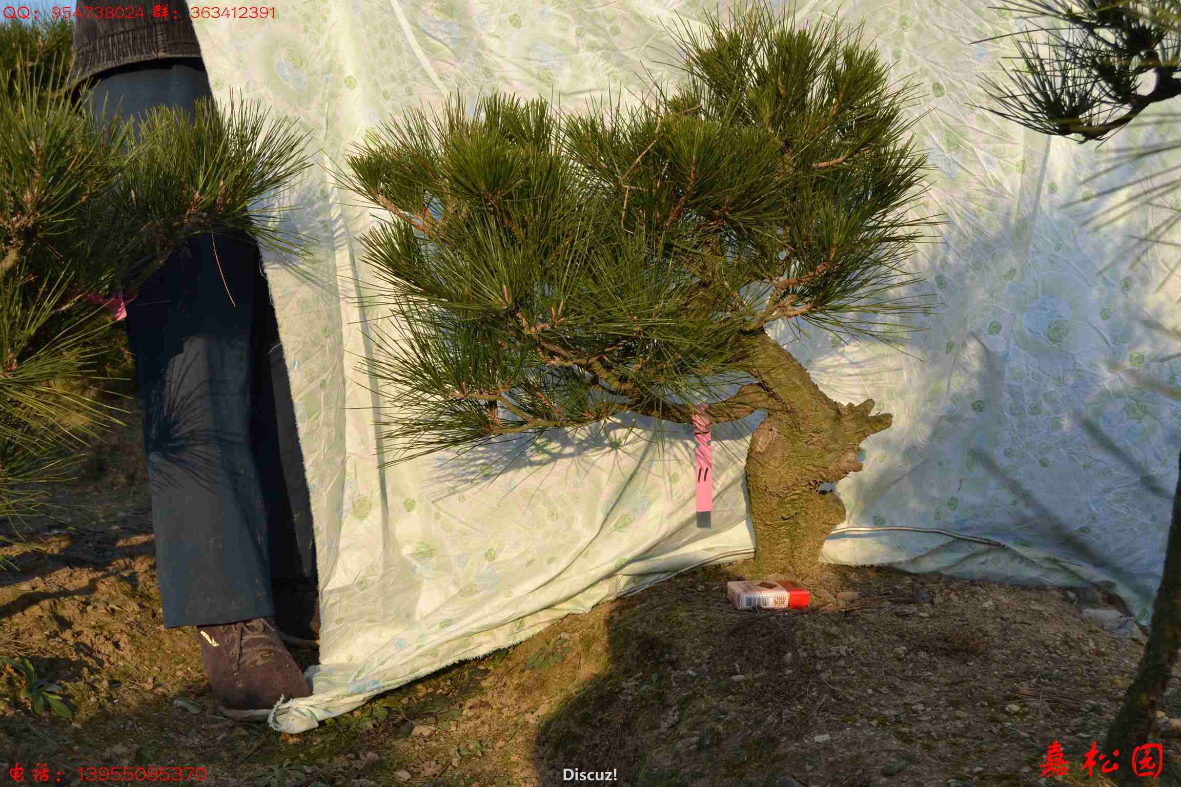 ��ŵĺ��� 033.JPG