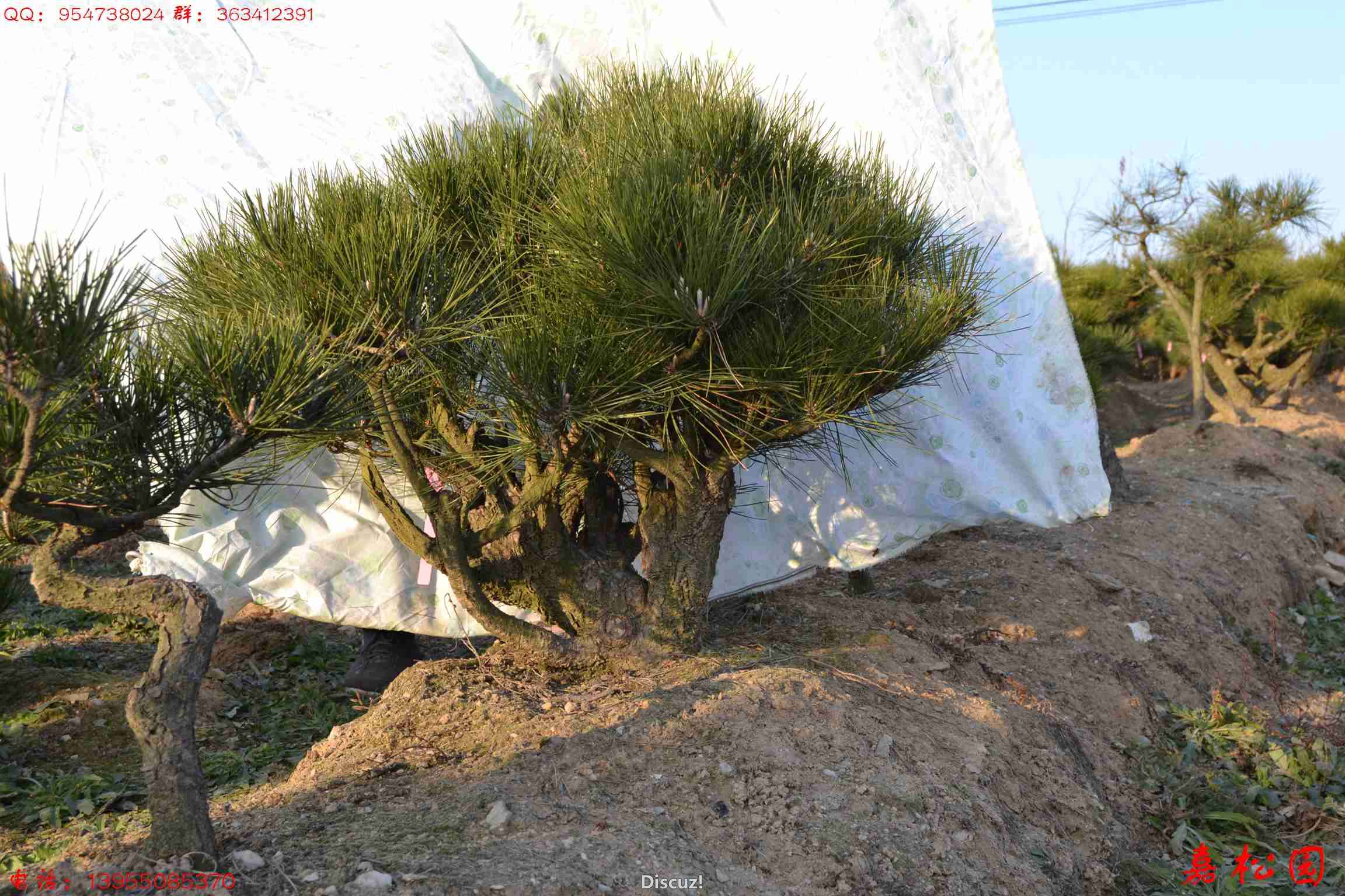 ��ŵĺ��� 035.JPG