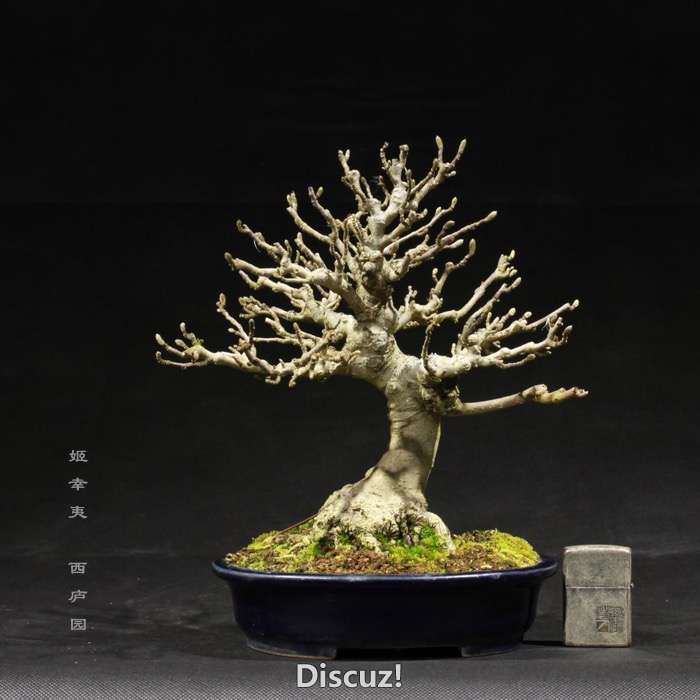 bonsai160113 - 1.jpg