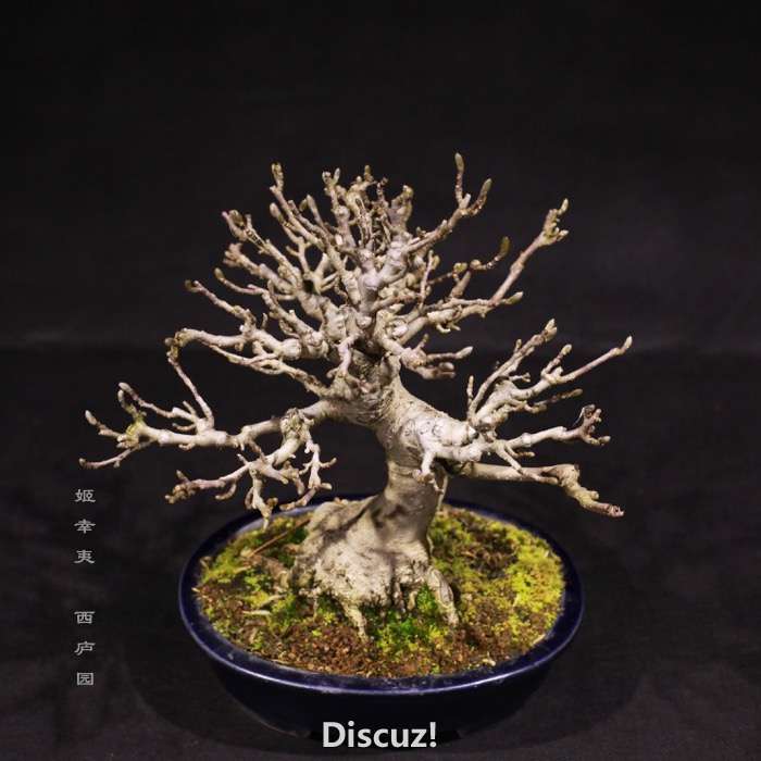 bonsai160113 - 3.jpg
