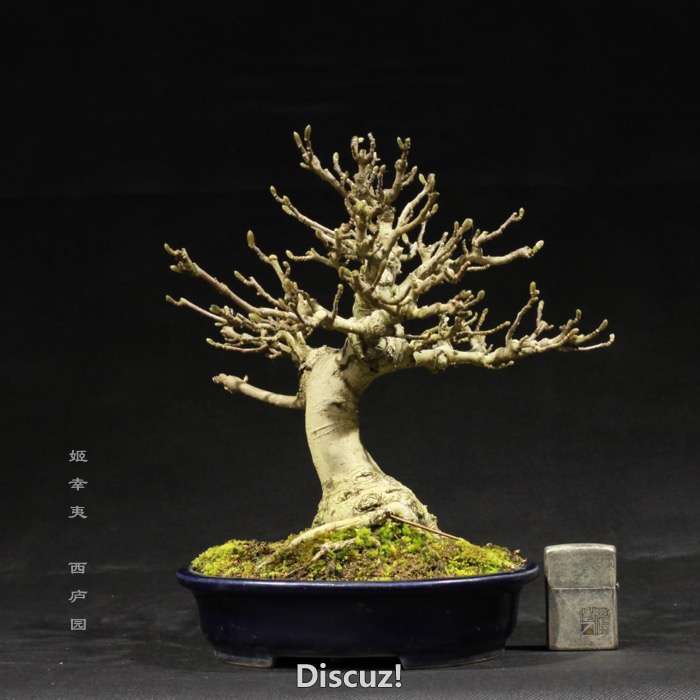 bonsai160113 - 2.jpg