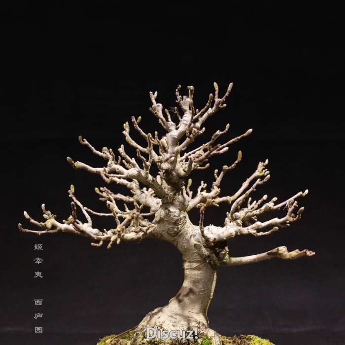 bonsai160113 - 4.jpg
