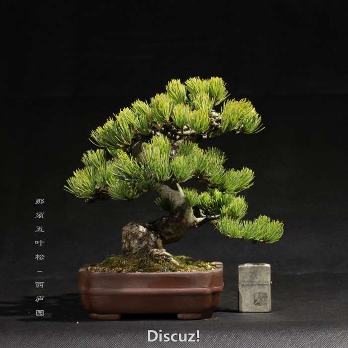 bonsai160113 - 5.jpg
