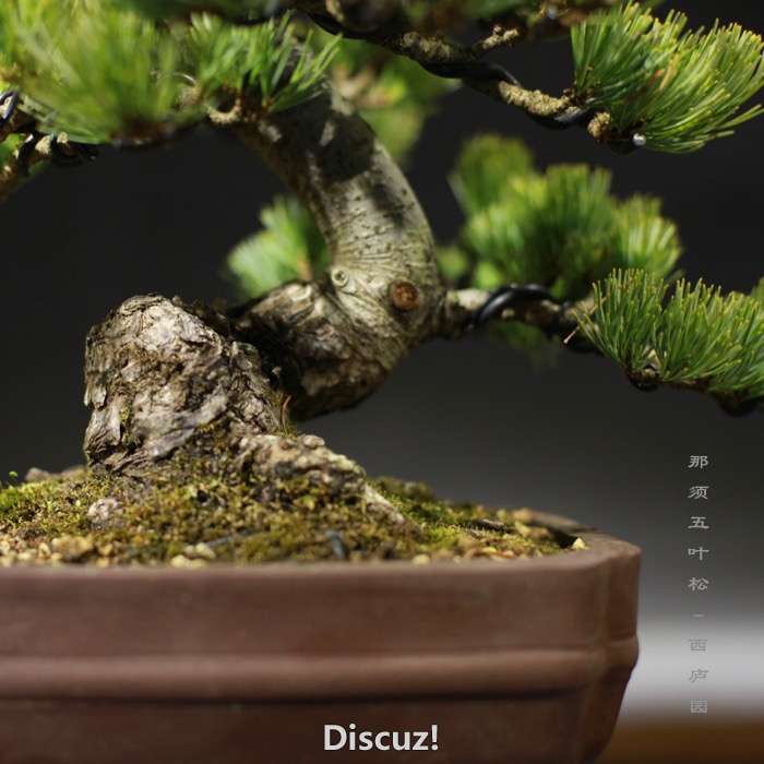 bonsai160113 - 7.jpg