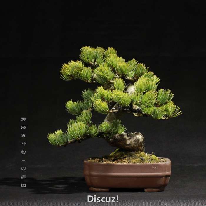 bonsai160113 - 6.jpg