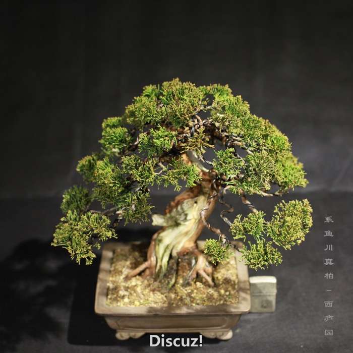 bonsai160113 - 9.jpg