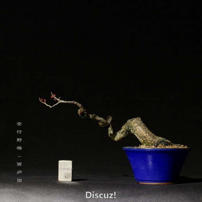 bonsai160113 - 11.jpg