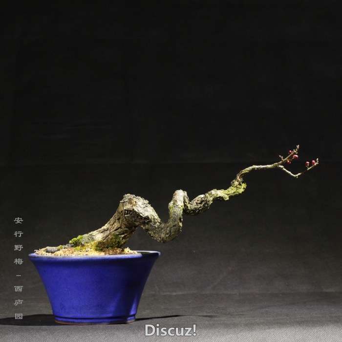 bonsai160113 - 12.jpg