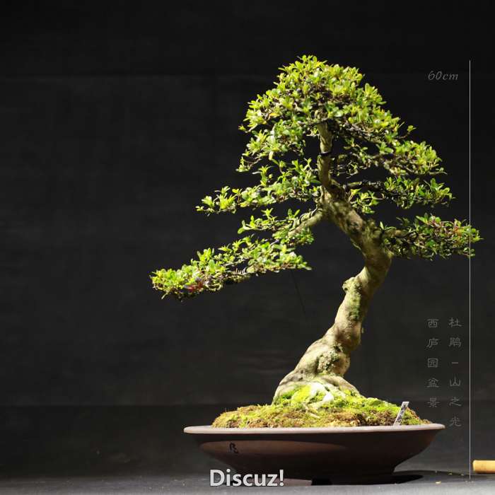 bonsai160116b - 8.jpg