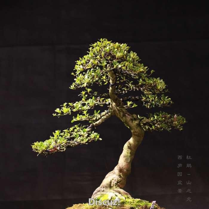 bonsai160116b - 9.jpg