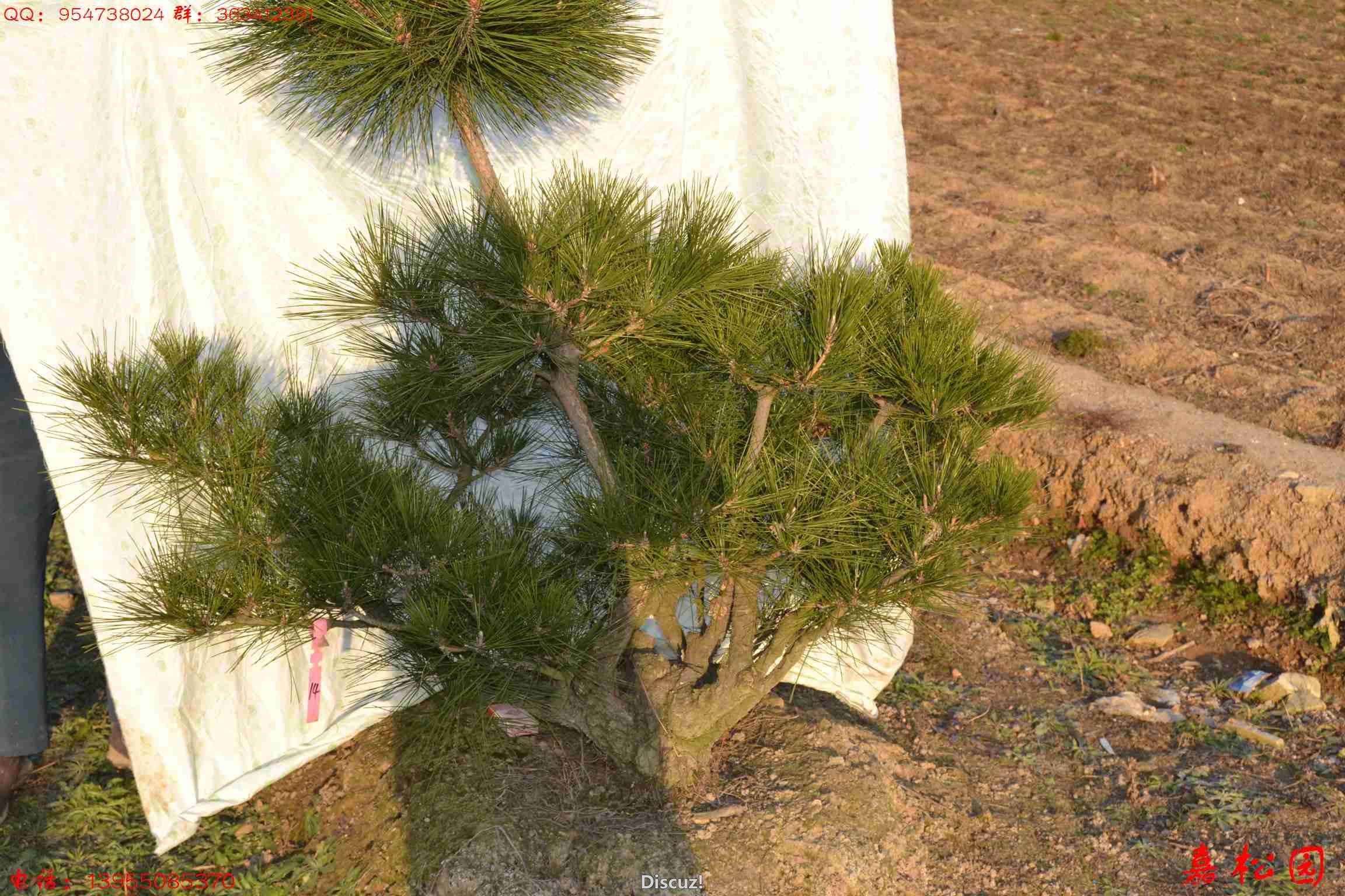 ŵĺ 039.JPG