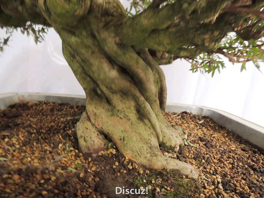 DSCN6903_.jpg