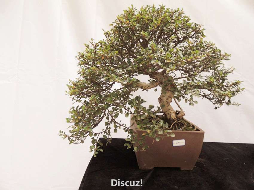 DSCN6904_.jpg