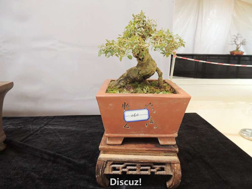 DSCN6906_.jpg