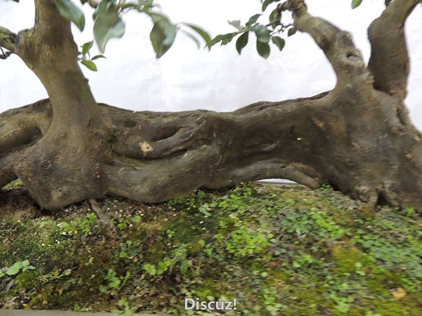 DSCN6916_.jpg