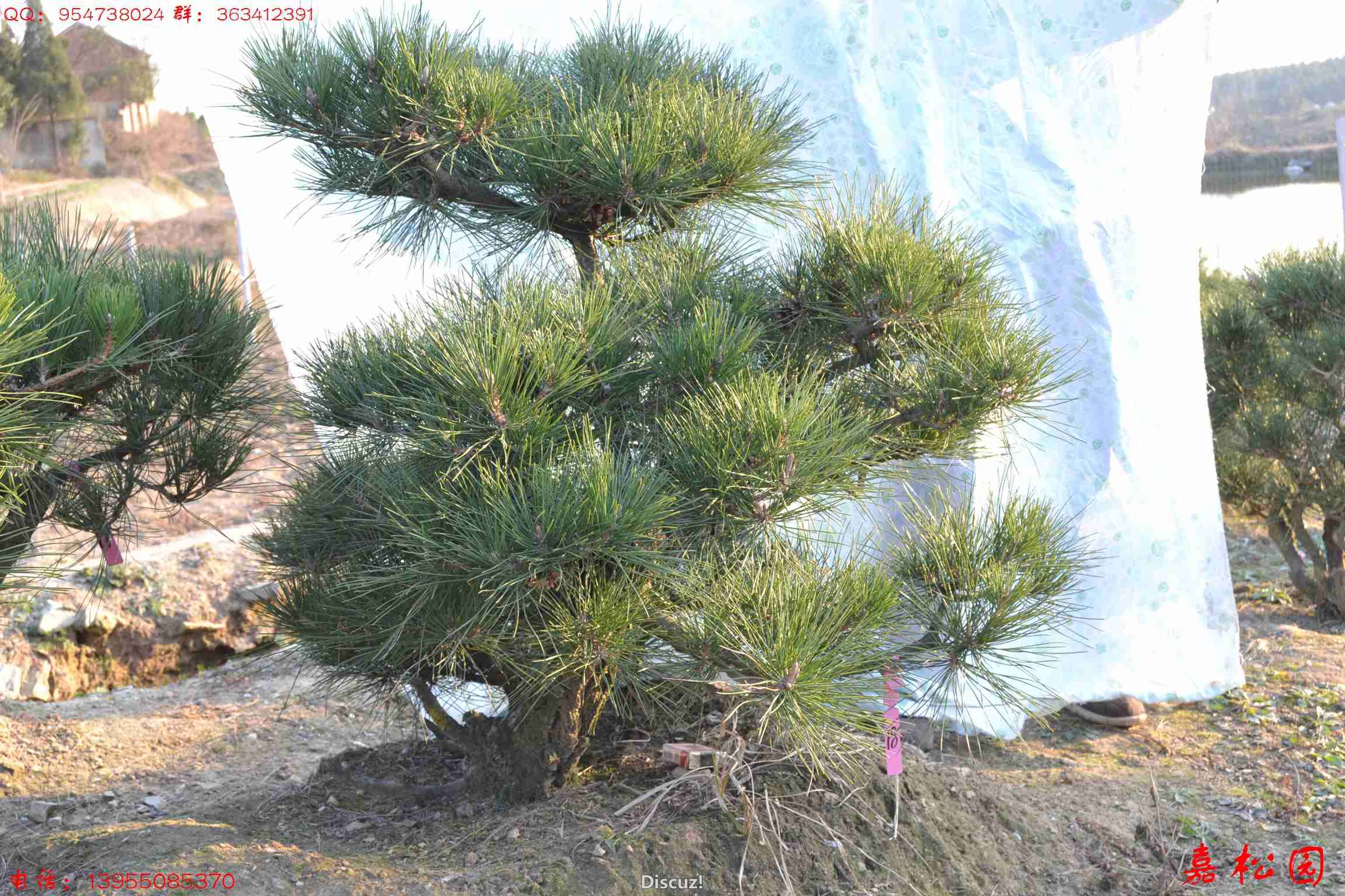 ��ŵĺ��� 047.JPG