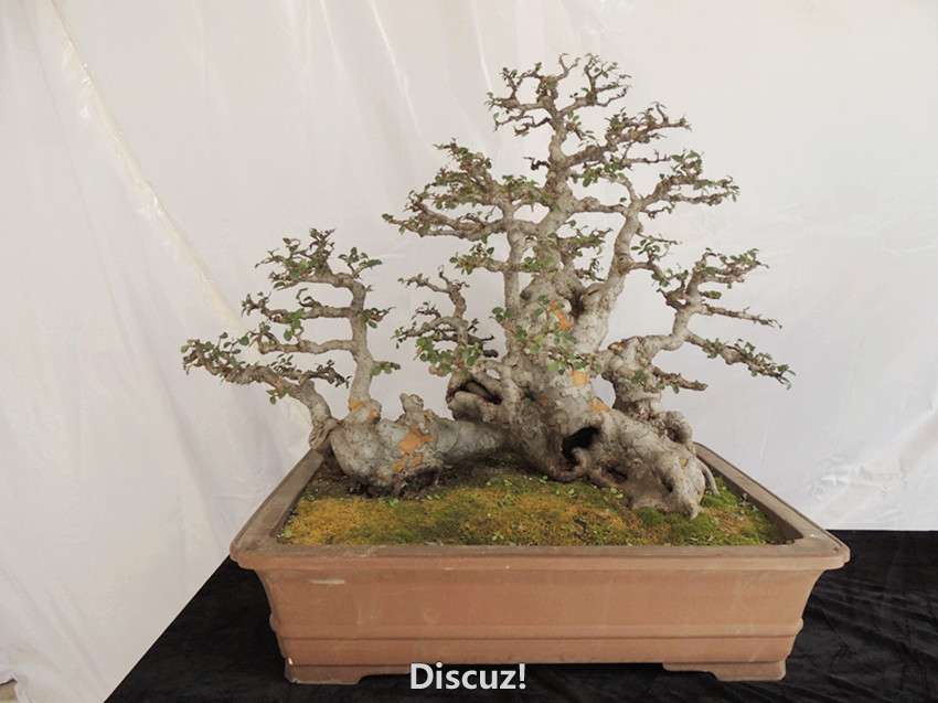 DSCN6918_.jpg