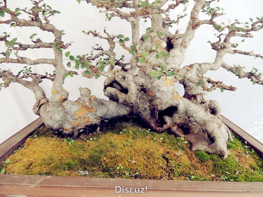 DSCN6919_.jpg