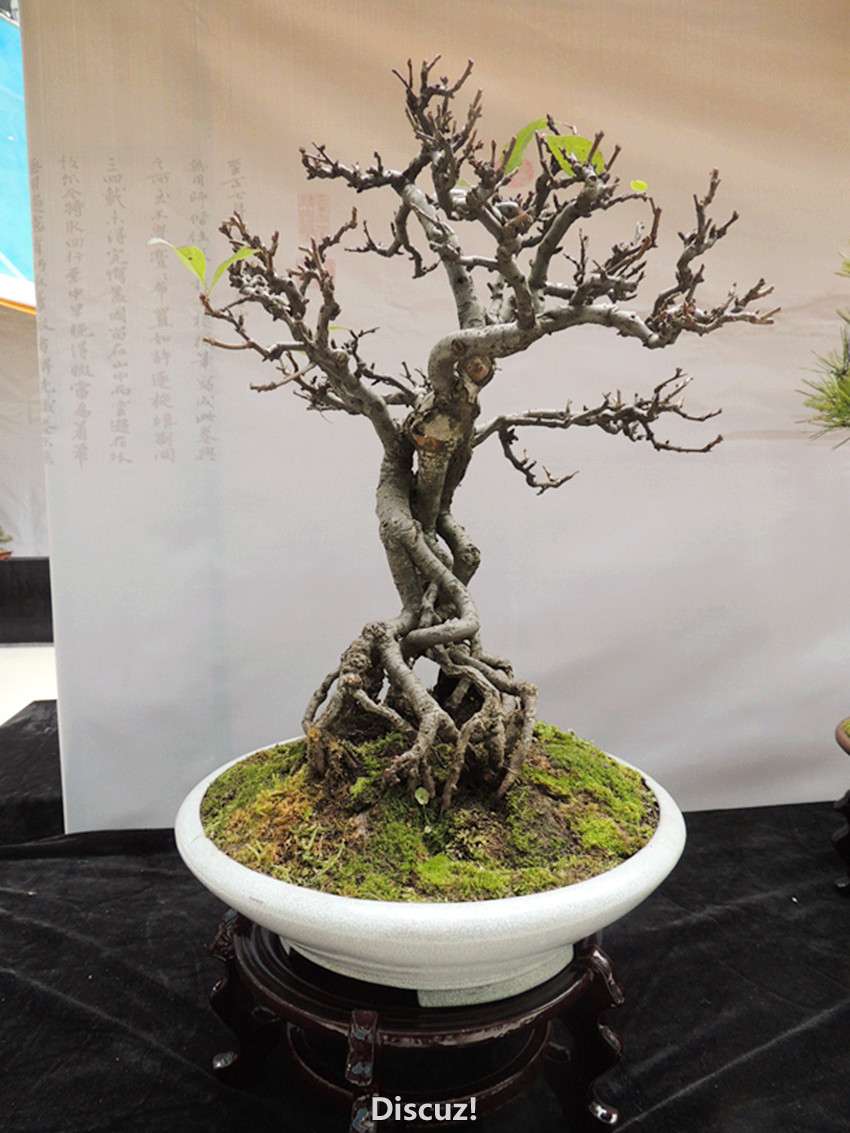 DSCN6920_.jpg
