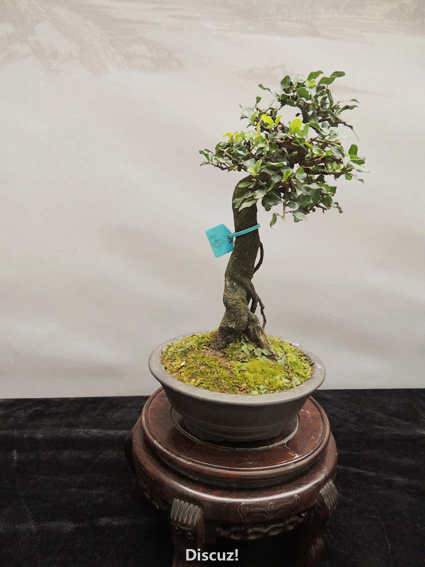 DSCN6923_.jpg