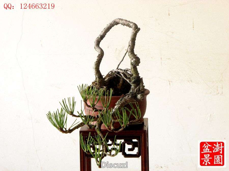 IMG_2372__.jpg