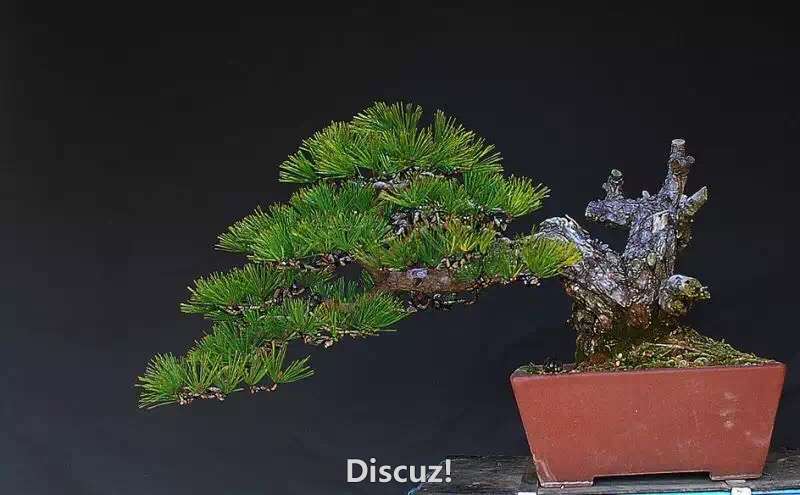 IMG_4431 - ����.JPG