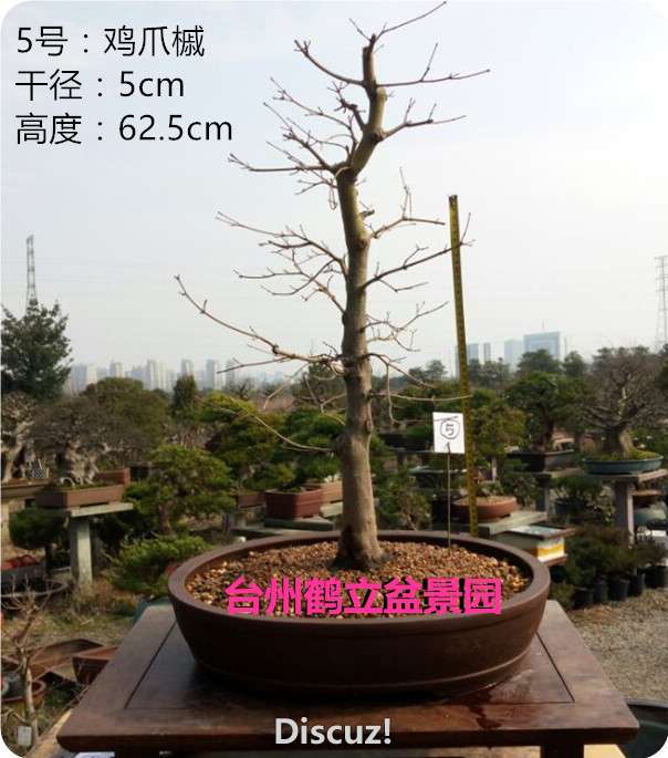 5_.jpg