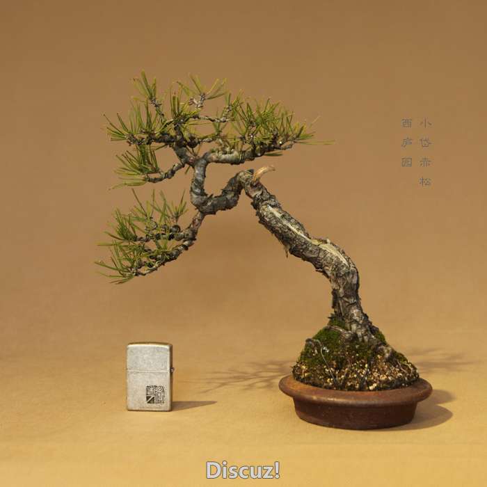 bonsai1600208 - 1.jpg