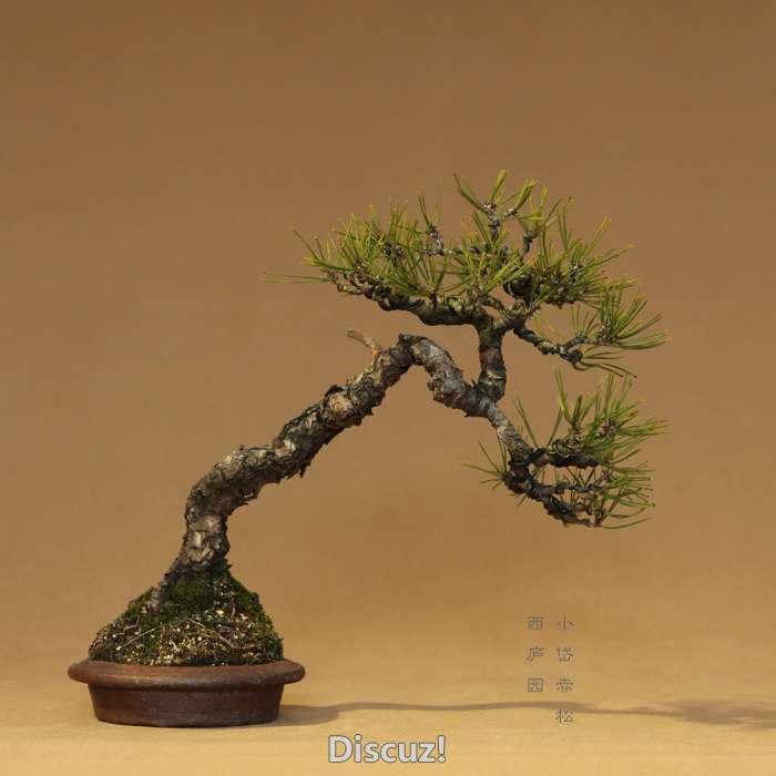 bonsai1600208 - 2.jpg