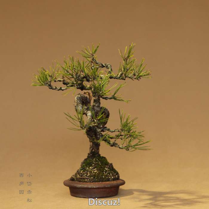 bonsai1600208 - 3.jpg