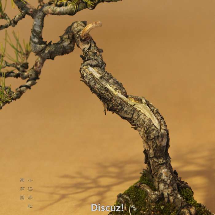 bonsai1600208 - 4.jpg