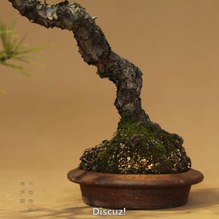 bonsai1600208 - 6.jpg