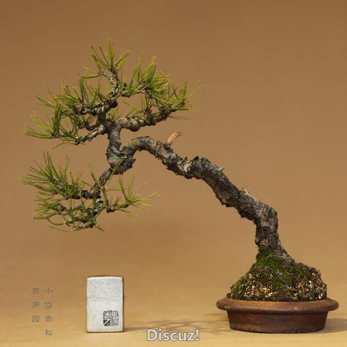 bonsai1600208 - 7.jpg