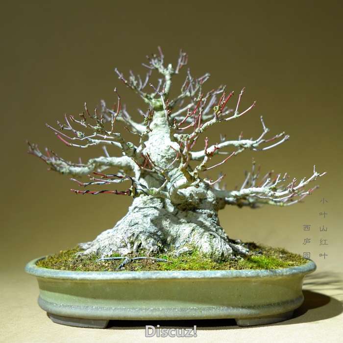 bonsai1600208b - 5.jpg