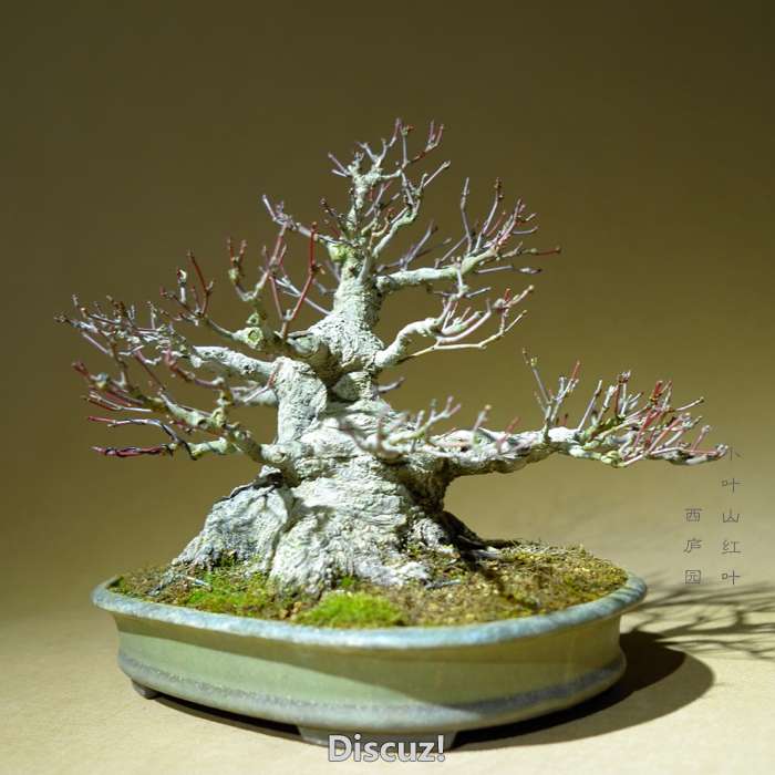 bonsai1600208b - 6.jpg