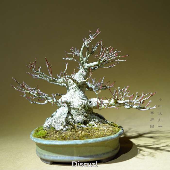 bonsai1600208b - 7.jpg