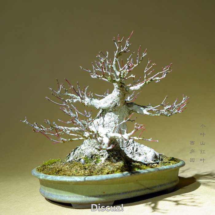 bonsai1600208b - 8.jpg