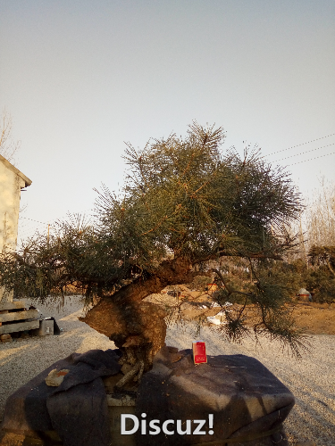 IMG20160209074846.jpg