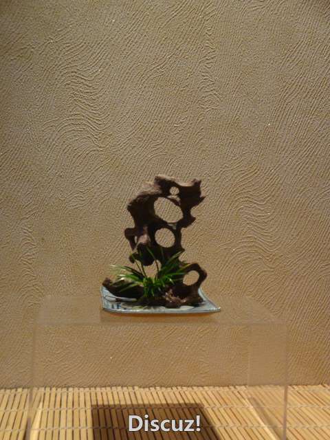 DSC02364.JPG