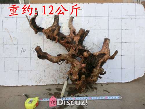 CIMG2292.JPG