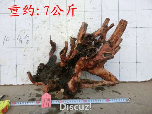 CIMG2295.JPG